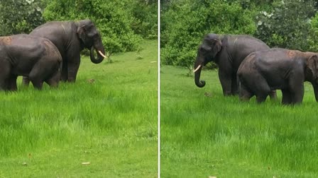 Elephants returned to Marwahi