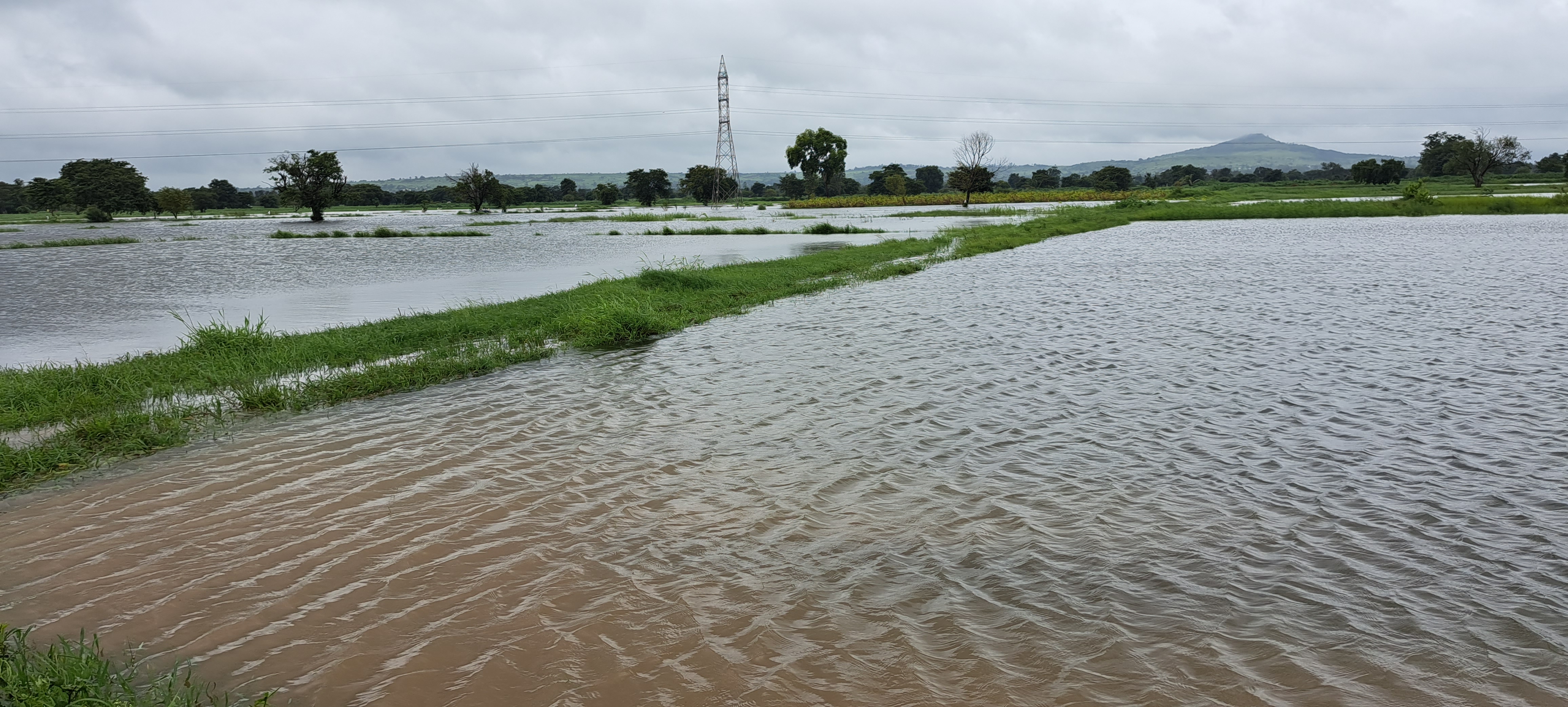 FARMERS FEAR CROP DAMAGE  WATER SEEPS INTO FIELDS  HEAVY RAIN IN BELAGAVI  BELAGAVI