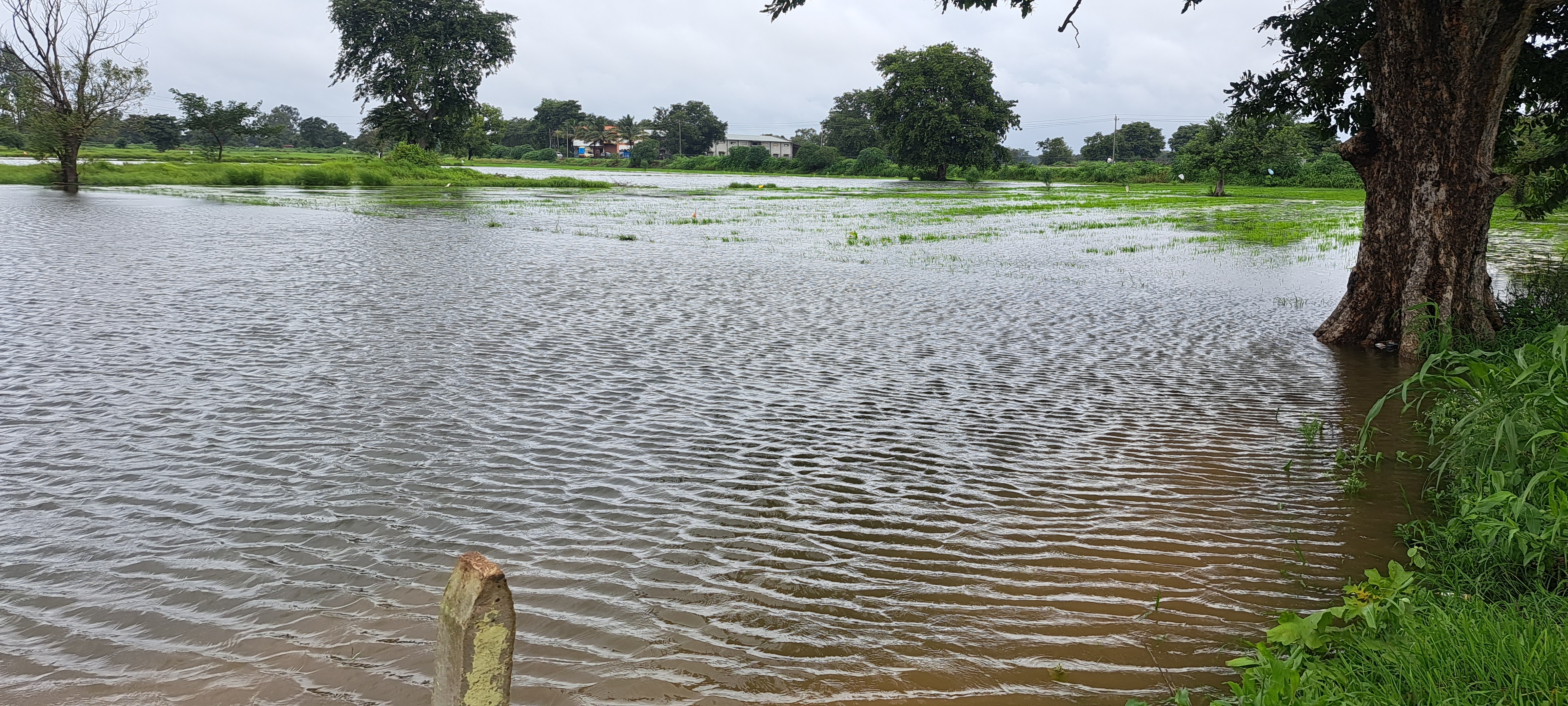 FARMERS FEAR CROP DAMAGE  WATER SEEPS INTO FIELDS  HEAVY RAIN IN BELAGAVI  BELAGAVI