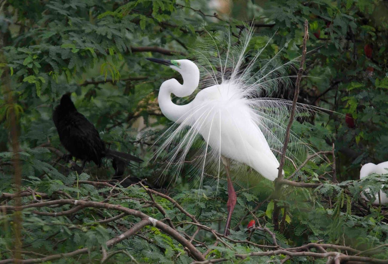 Birds Nesting In Keoladeo