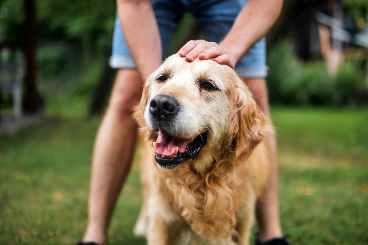 Keep your dog mentally stimulated and physically active through play and exercise