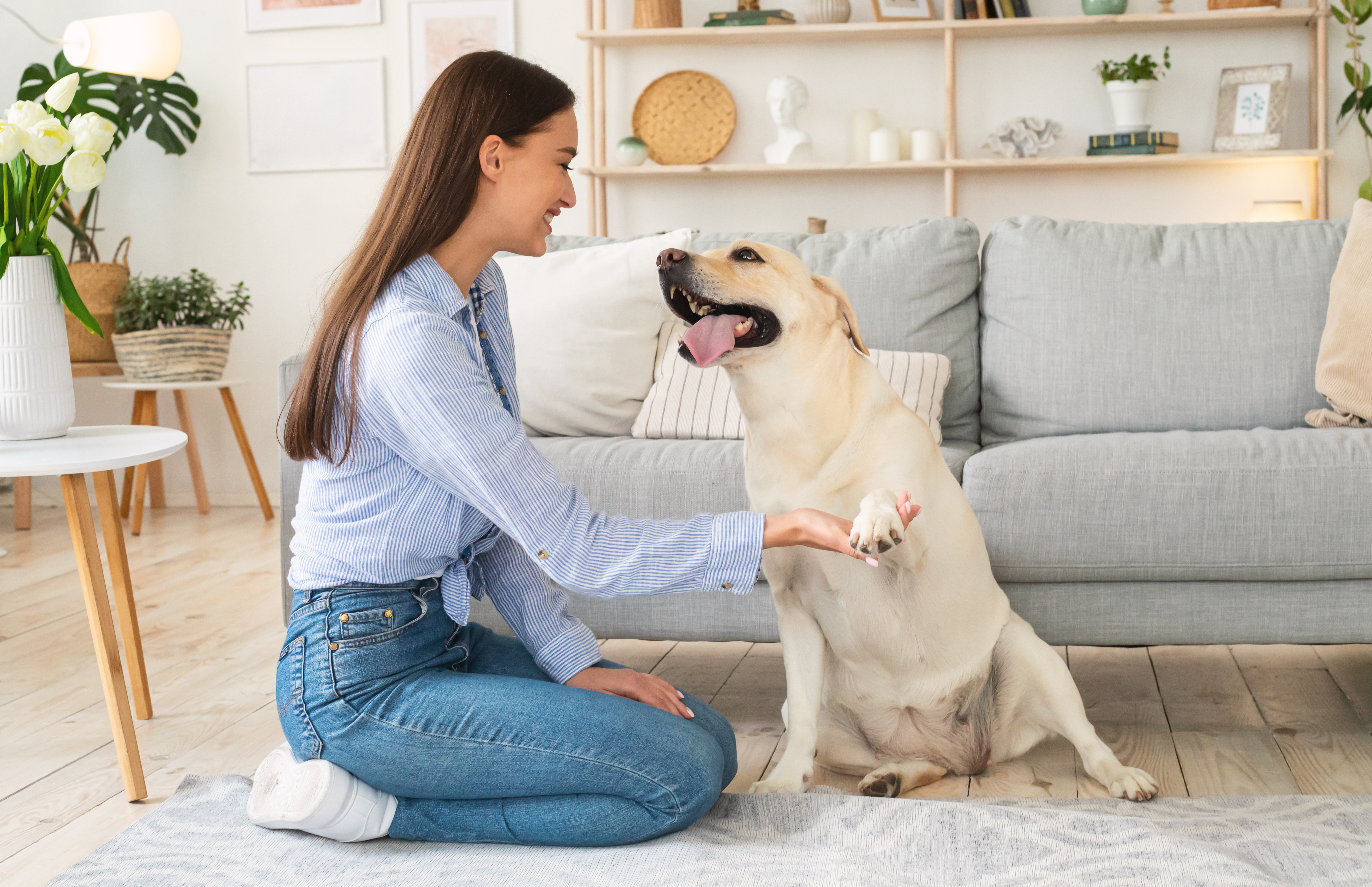 Work on becoming the ideal pet parent by understanding and responding to your dog’s needs