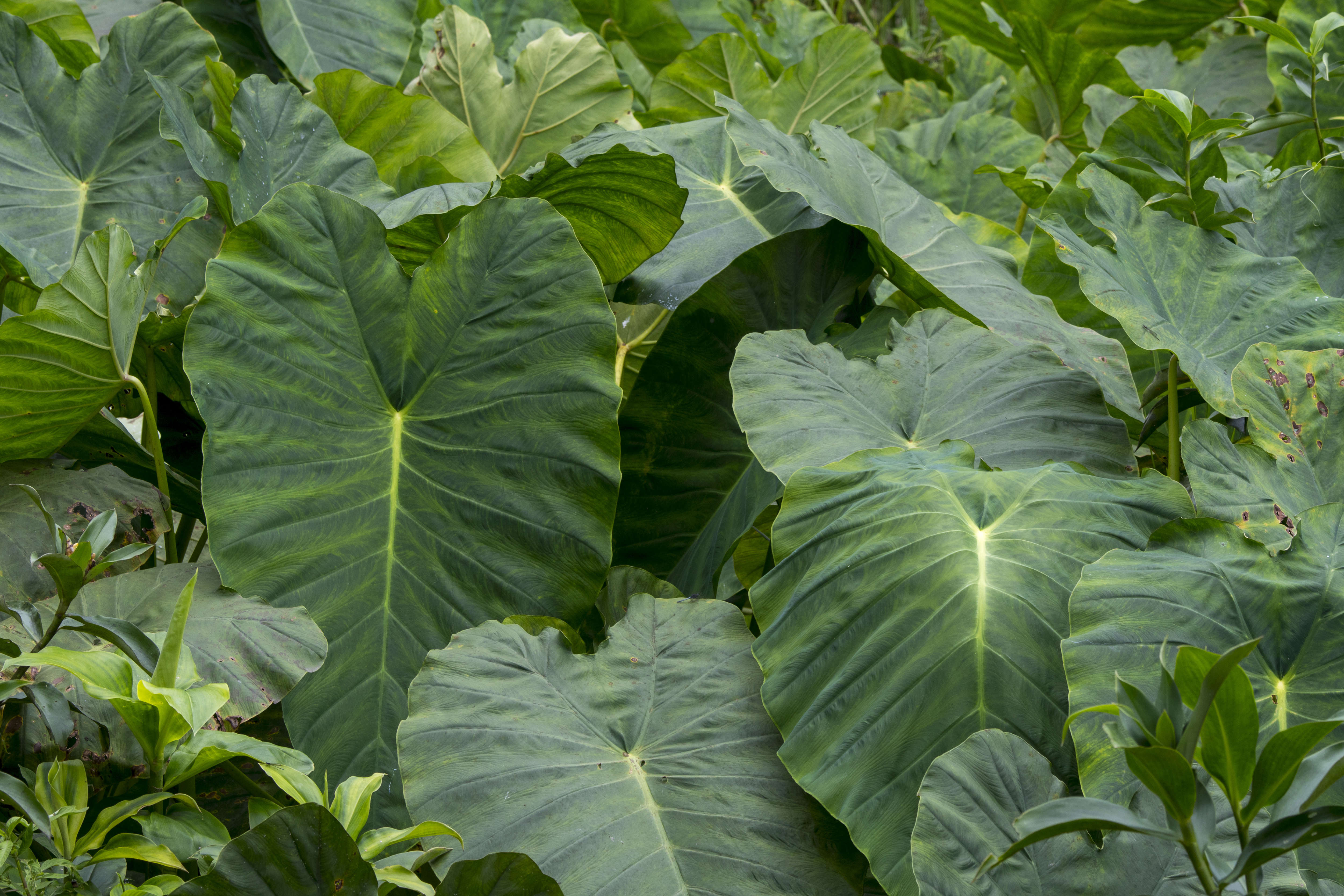 Grow this Colocasia OR Elephant Ear Plants in your house, it will reduce blood pressure and remove all stress, know how to grow it