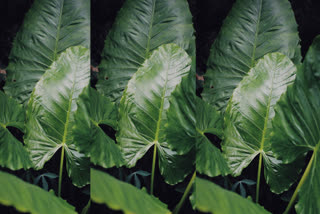 Grow this Colocasia OR Elephant Ear Plants  in your house, it will reduce blood pressure and remove all stress, know how to grow it