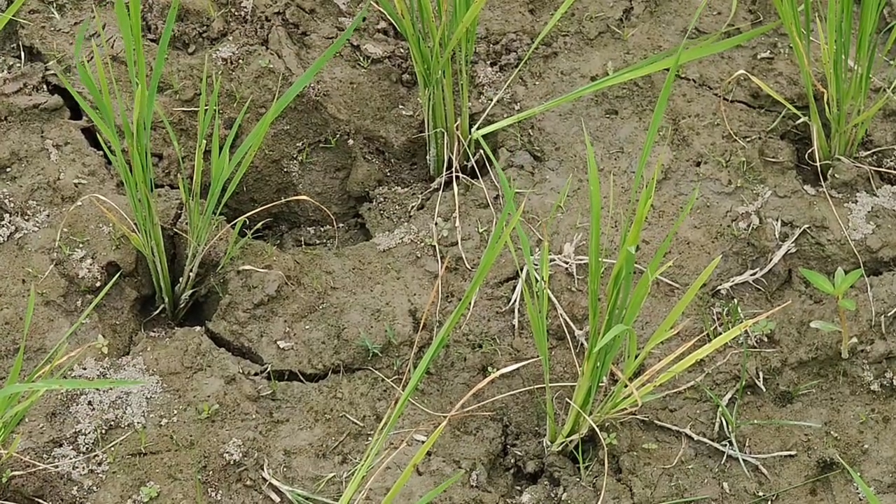 Climate change impacts in Rangia lack of irrigation
