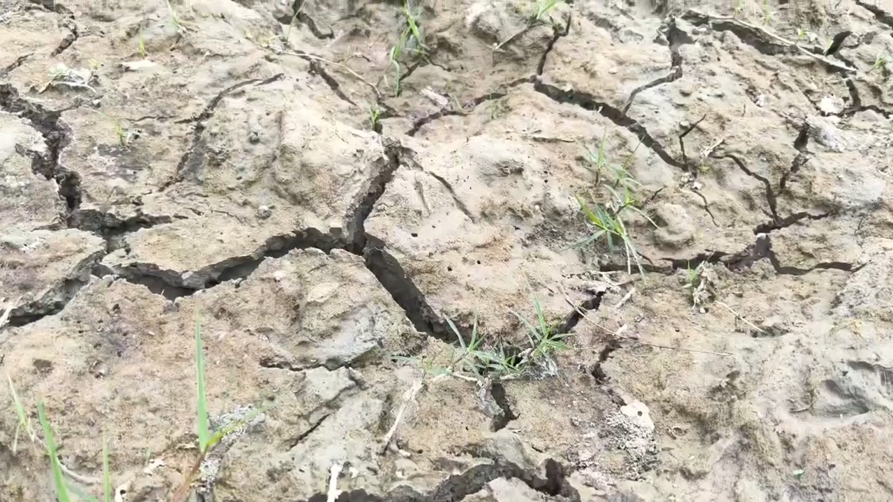 Climate change impacts in Rangia lack of irrigation