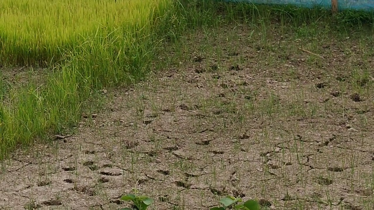 Climate change impacts in Rangia lack of irrigation
