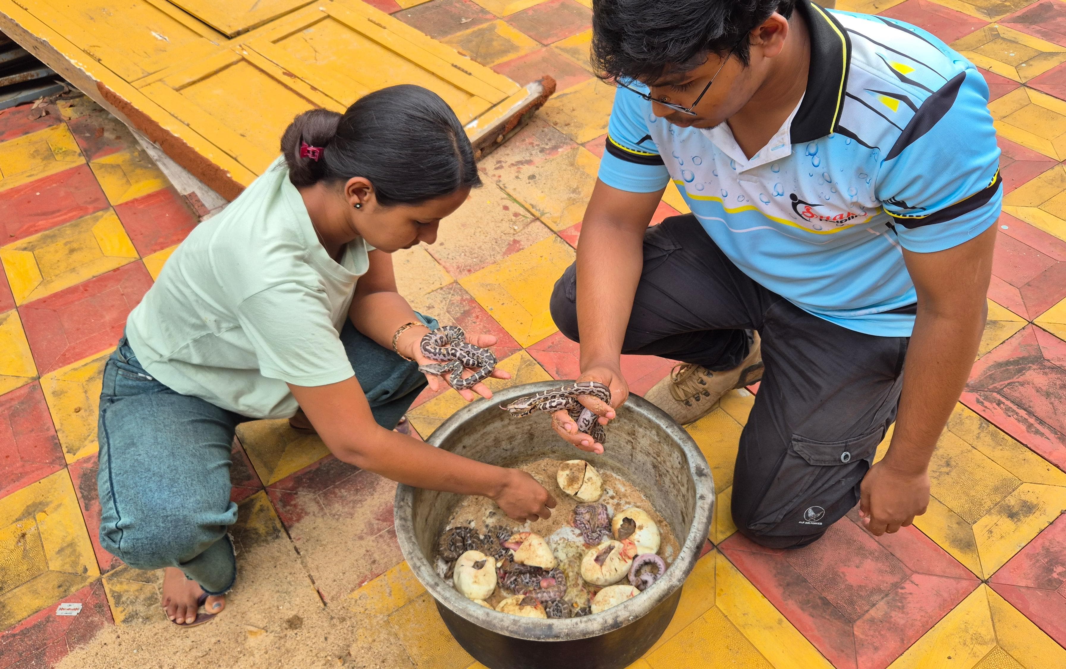 PYTHON EGGS HATCHING ODISHA