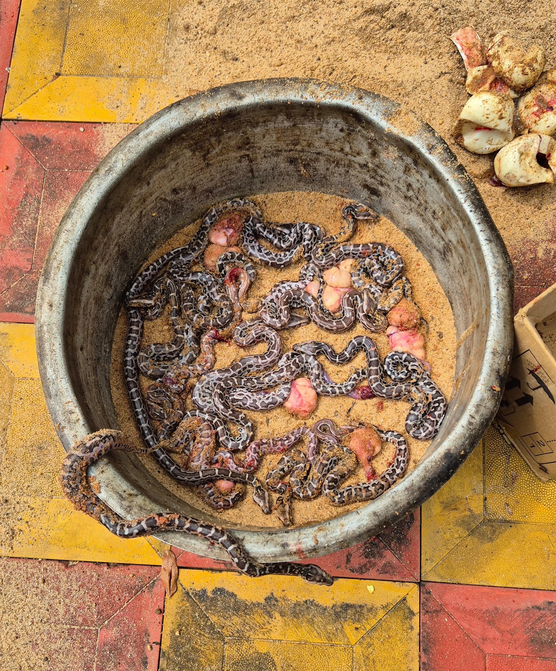 MERAMUNDALI PYTHON HATCHLINGS