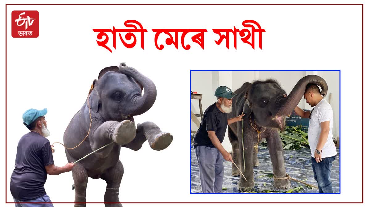 Man Elephant Love Story