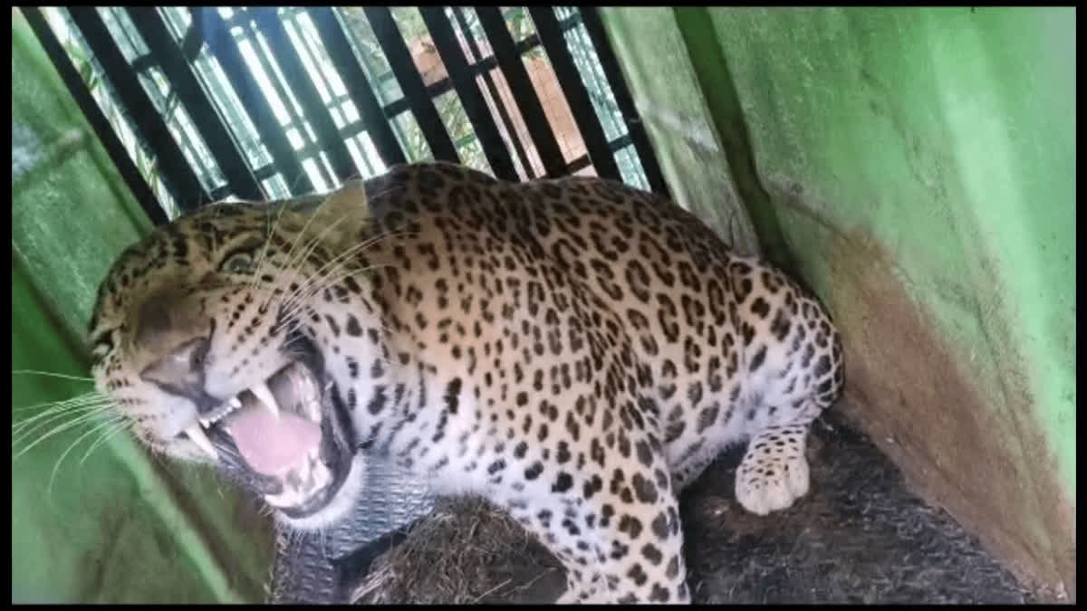 Karnataka: Leopard which killed a farmer woman trapped at Shivamogga