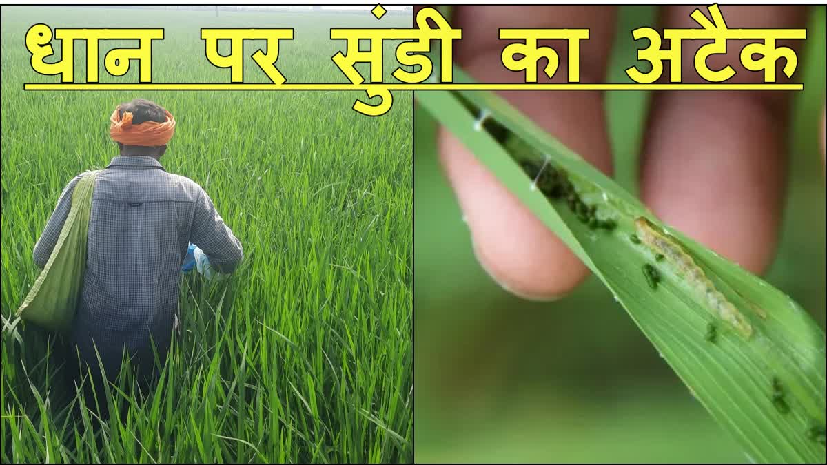 Sundi Problem in Paddy Crop