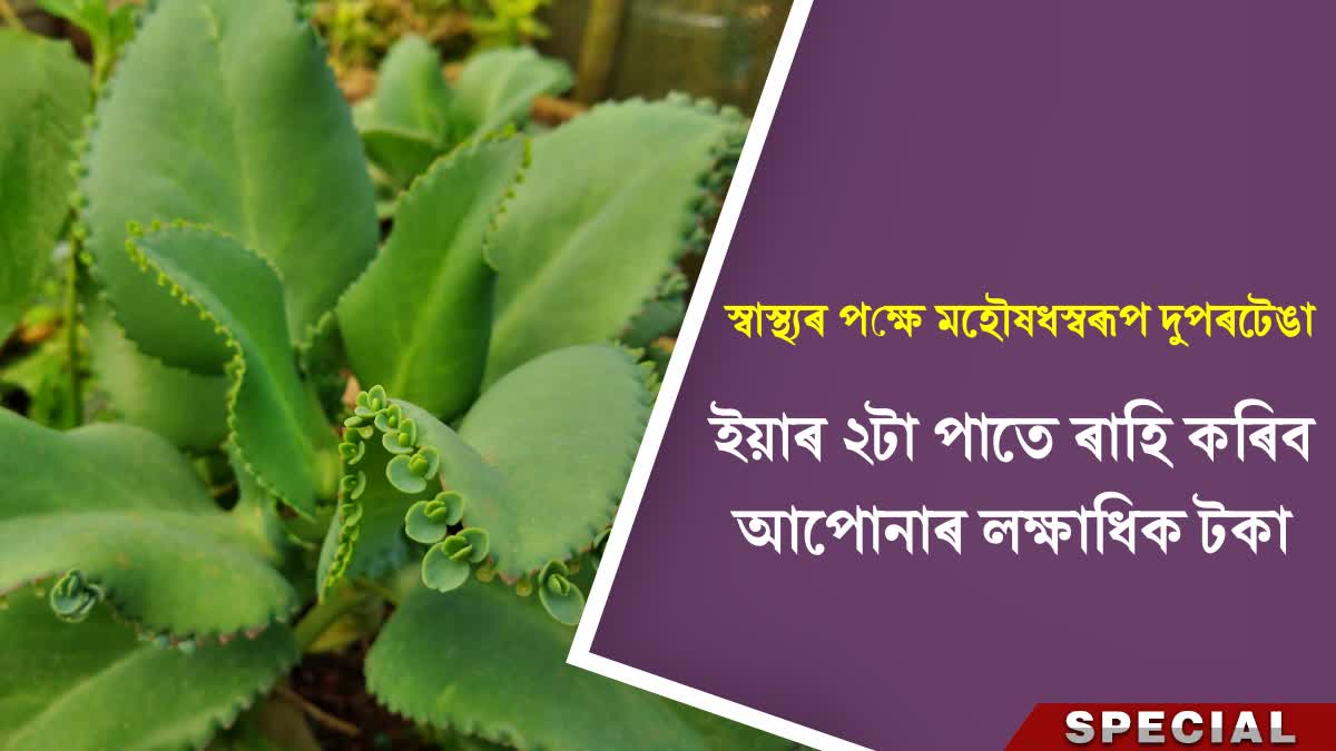 Health benefits of dupartenga in assamese