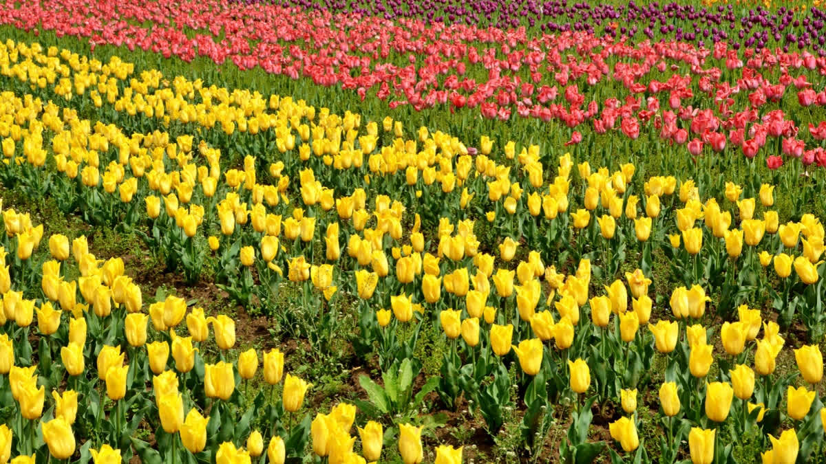 Jammu and Kashmir: Srinagar's Tulip Garden enters 'World Book of Records' as Asia's largest