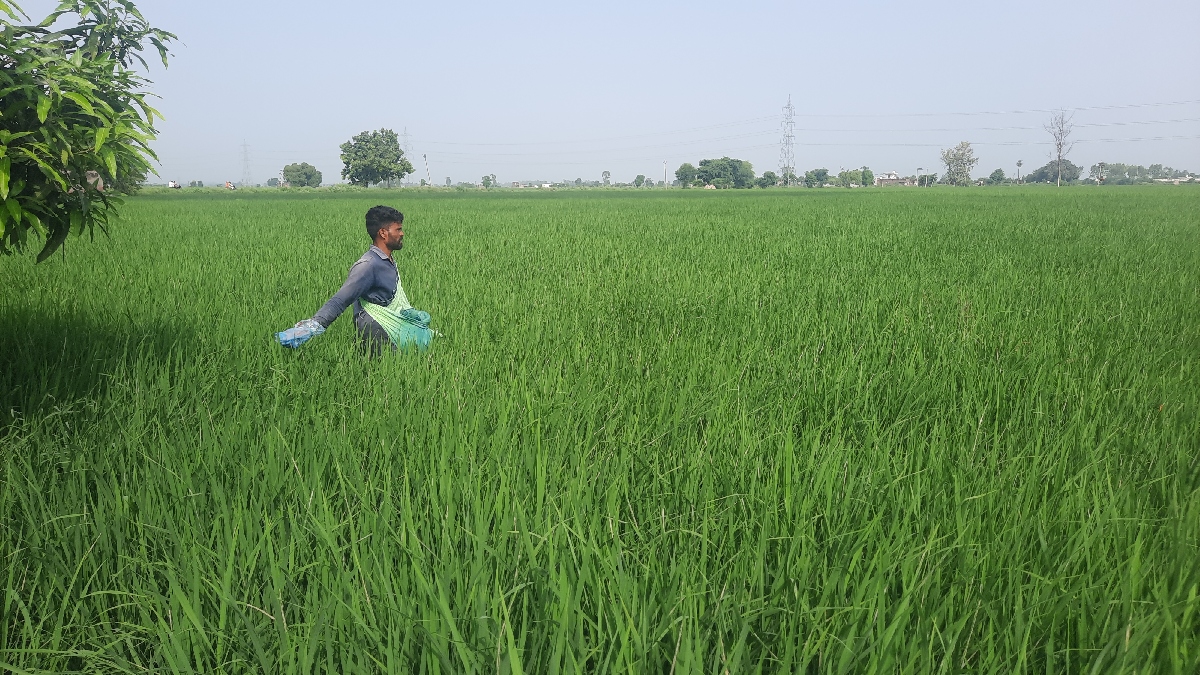 Sundi Problem in Paddy Crop