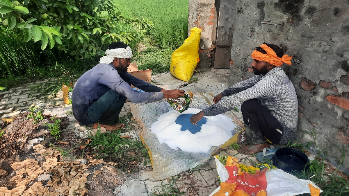 Sundi Problem in Paddy Crop