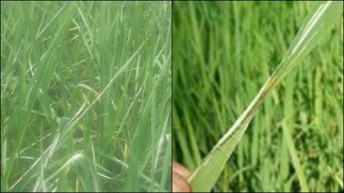 Sundi Problem in Paddy Crop