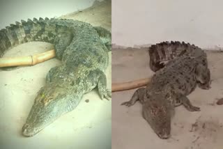 Crocodile  Crocodile found in house at Bagaha Bihar  Bagaha Bihar  ജനവാസ മേഖലയിൽ മുതല  വീട്ടിനകത്ത് മുതല  Crocodile attack  Crocodile attack news  Crocodile found in house  Bihar news  Bihar Crocodile news  മുതല  Crocodile Gandak river