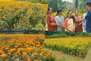 marigold Cultivation Kerala onam flower market Uralungal
