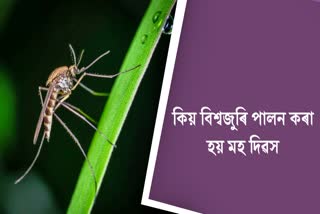 World Mosquito Day 2023