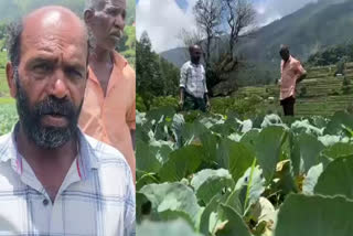 Idukki vattavada farmers crisis  നേരിടുന്ന പ്രതിസന്ധിയെക്കുറിച്ച് വട്ടവട കര്‍ഷകര്‍  Kerala horticorp negligence  Vattavada farmers  Kerala govt negligence  സംസ്ഥാന സര്‍ക്കാരിന്‍റെ ഹോര്‍ട്ടികോര്‍പ്പ്