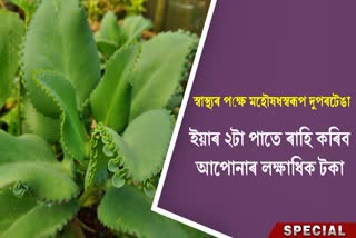 Health benefits of dupartenga in assamese