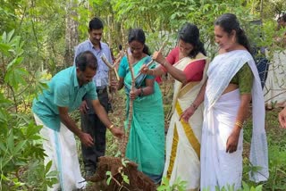 Sriraksha Tapioca Farming  കര്‍ഷകര്‍ക്ക് രക്ഷയായി  Sriraksha Tapioca Farming in Idukki  കപ്പ കൃഷി പരീക്ഷണം വന്‍ വിജയം  ശ്രീരക്ഷ കപ്പ  ശ്രീരക്ഷ  രാജാക്കാട് വാര്‍ത്തകള്‍  ഇടുക്കി വാര്‍ത്തകള്‍  ഇടുക്കി ജില്ല വാര്‍ത്തകള്‍  kerala news updates  latest news in Idukki