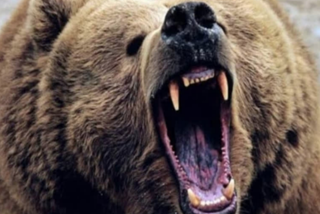 woman-among-two-injured-in-separate-bear-attacks-in-anantnag