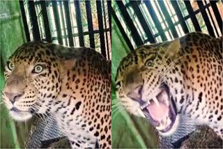 leopard trapped