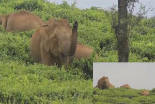 வால்பாறை எஸ்டேட்டில் வணக்கம் போடும் காட்டு யானைகள்- வைரலாகும் வீடியோ