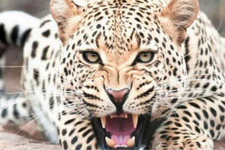leopard-mauls-girl-to-death-in-rajwar-handwara