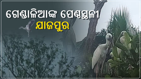 ଯାଜପୁରରେ ହଜାର ହଜାର ଗେଣ୍ଡାଳିଆ