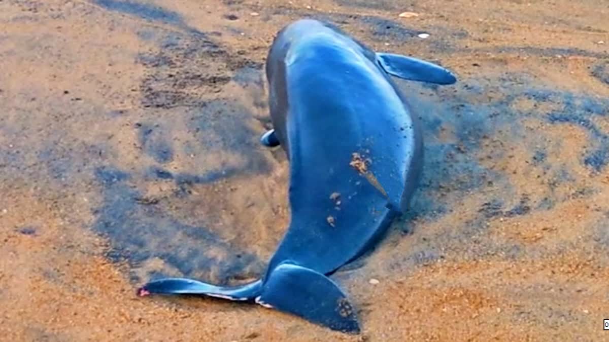 WHALE FOUND DEAD  മന്നലാംകുന്ന് തിമിംഗലം ചത്ത നിലയിൽ  തിമിംഗലത്തെ ചത്ത നിലയിൽ കണ്ടെത്തി  Blue Whale Died In Thrissur