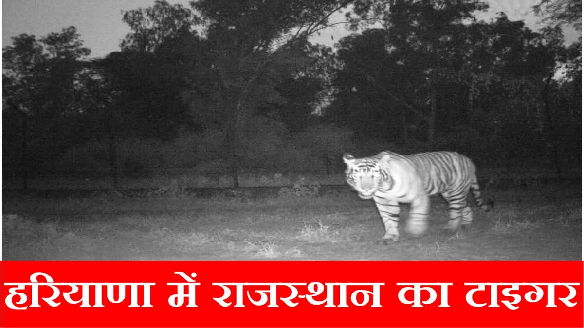 Tiger from Sariska Tiger Reserve of Rajasthan seen in Rewari Haryana picture captured in CCTV