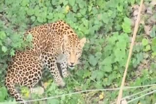 Leopard Attack On Child