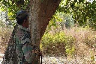 CPI Maoist Bachchan surrendered in Giridih