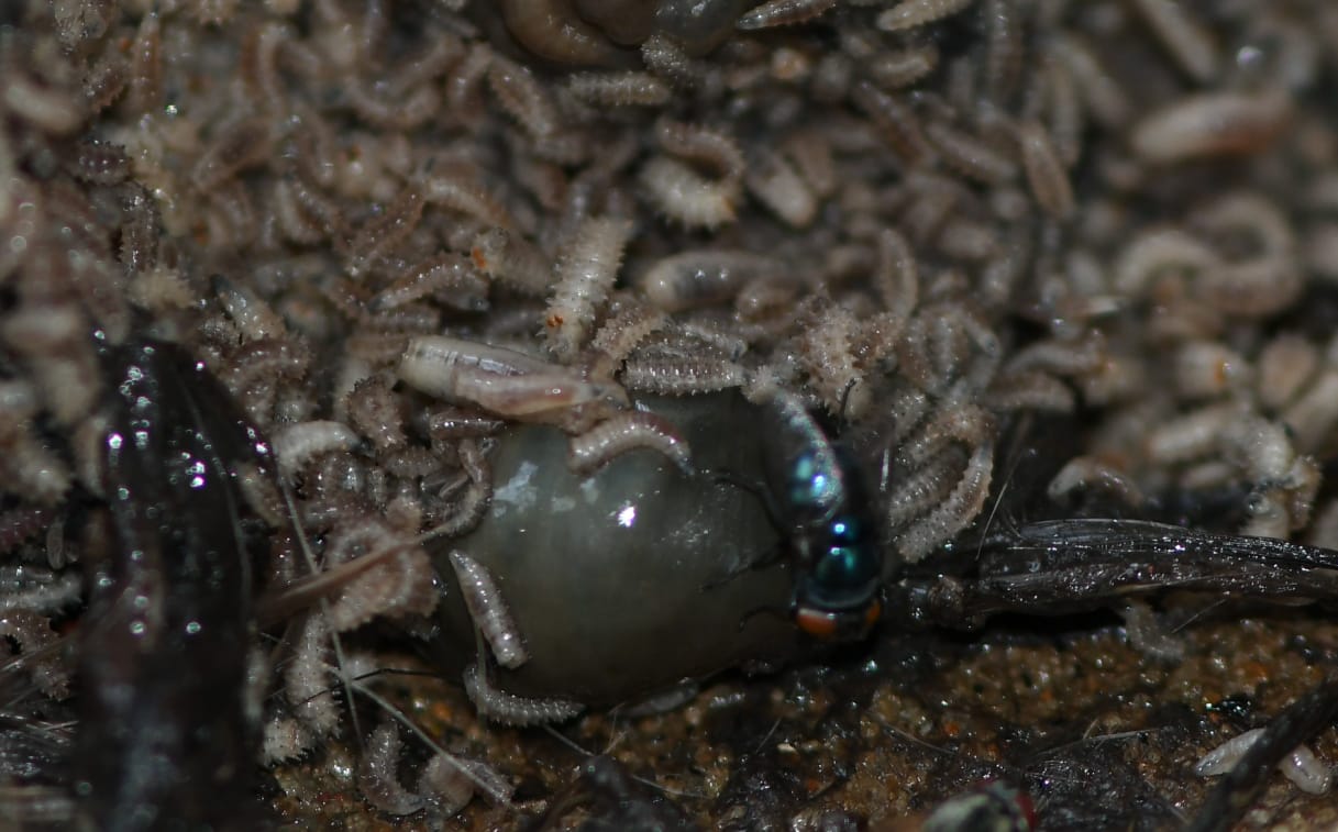 FLIES DNA UNLOCK MURDER MYSTERIES