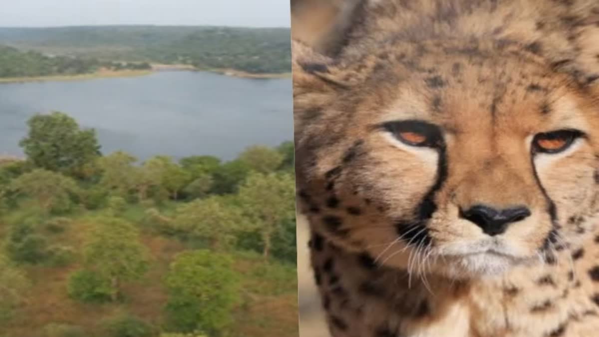 Cheetah Project