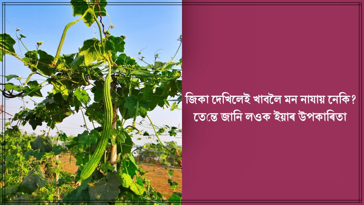 What is the health benefits of eating ridge gourd