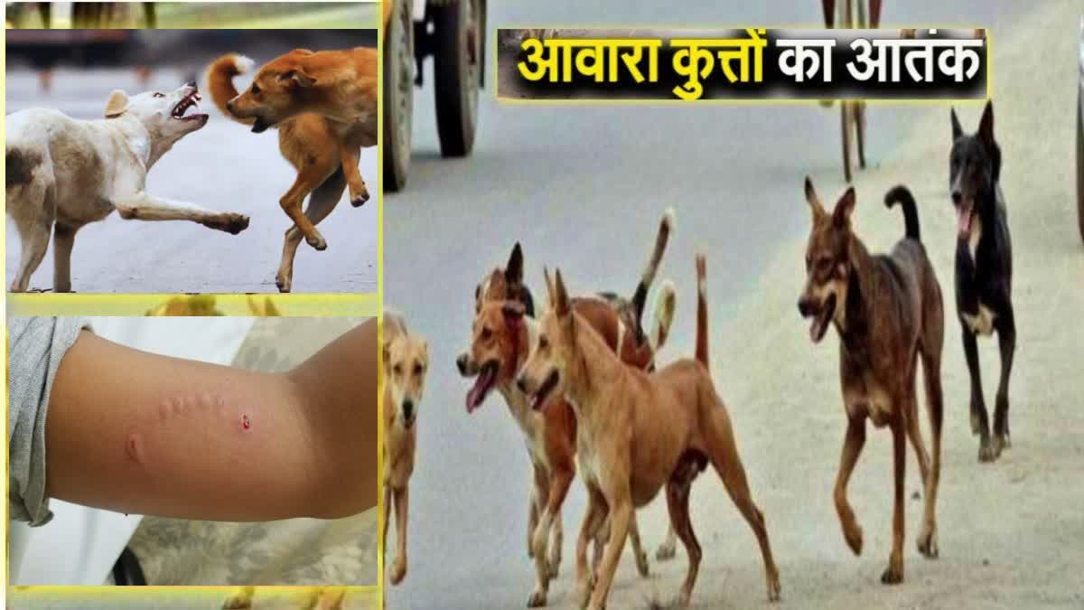 गाजियाबाद में आवारा कुत्तों का आतंक