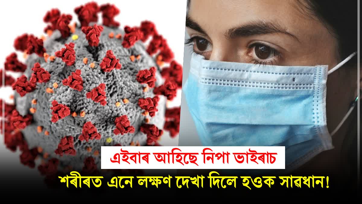 What is Nipah virus? Can Nipah virus severely affect children and elderly populations like COVID? Here's how to prevent it