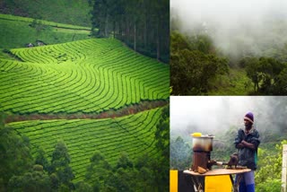 Idukki tourism  ഇടുക്കി ടൂറിസം  Munnar Gap Road Tourism Idukki  tourist place in Idukki  മൂന്നാർ ഗ്യാപ് റോഡ് ടൂറിസം  Munnar Gap Road to Anayirangal  munnar tourist location  ആനയിറങ്കൽ ഡാം  പെരിയ കനാൽ വെള്ളച്ചാട്ടം  Periya Canal Waterfall