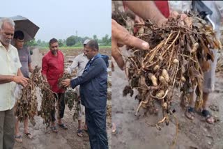 Junagadh Rain: વિસાવદર પંથકમાં ધોધમાર 12 ઇંચ વરસાદ,  નદી નાળા અને જળાશયો છલકાયા