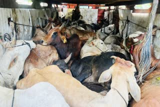 MP Cow Smuggling