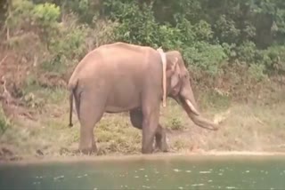 Arikomban elephant atrocity
