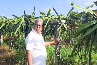 Dragon Fruit Crop In Drought Area