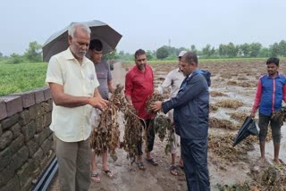 Crops ruined due to rain in Gujarat