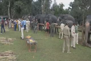 Elephant Rejuvenation Camp