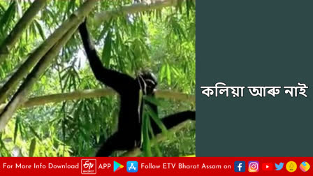 Hoolock Gibbon in Assam