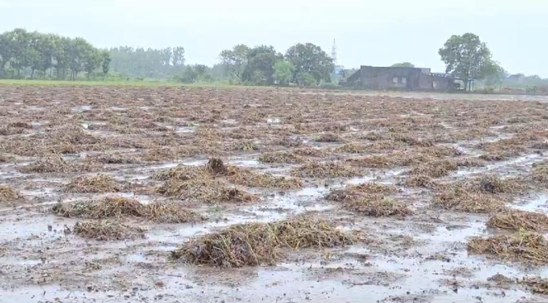 ખેડૂતોના પાકને નુકસાન